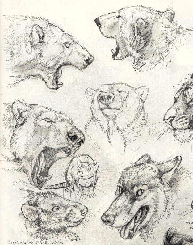 Drawing Wolf Tumblr Pin by Tung Ngo On Dp Animal Creature Pinterest Animal