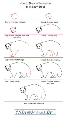 Drawing Wolverine Step-by-step 17 Best Wolverine Animal Images Wild Animals Wolverine Animal