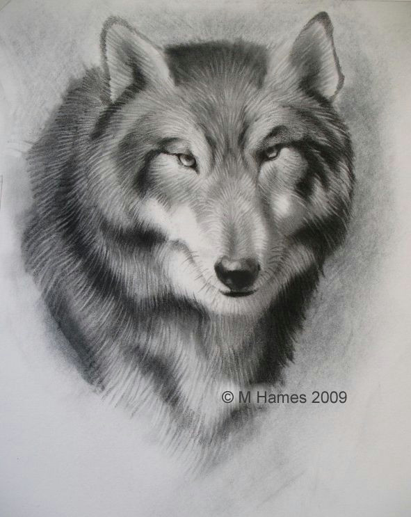 Drawing Wolves Easy A Step by Step Guide Of How to Draw A Wolf
