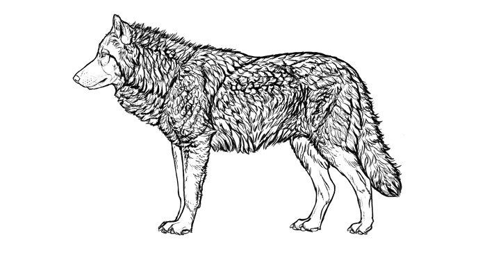 Drawing Wolves Step by Step 20914517 494535500913101 6749273874462717764 N Png 688a 365 Reff