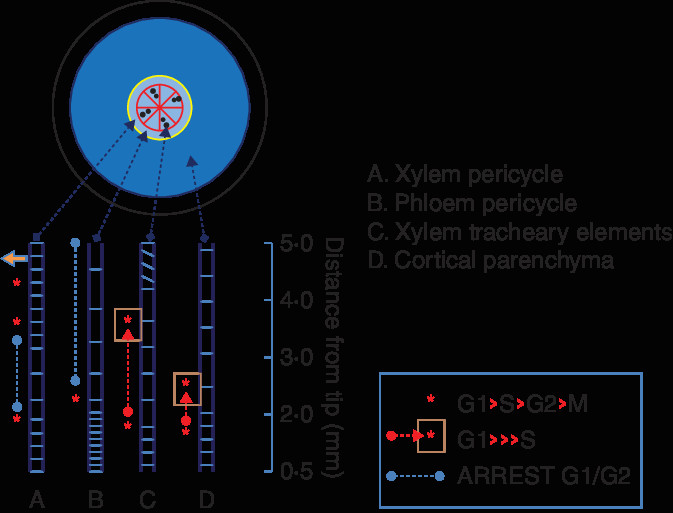 Drawing Xylem and Phloem Drawing Of Four Different Cell Files A Xylem Pericycle B Phloem