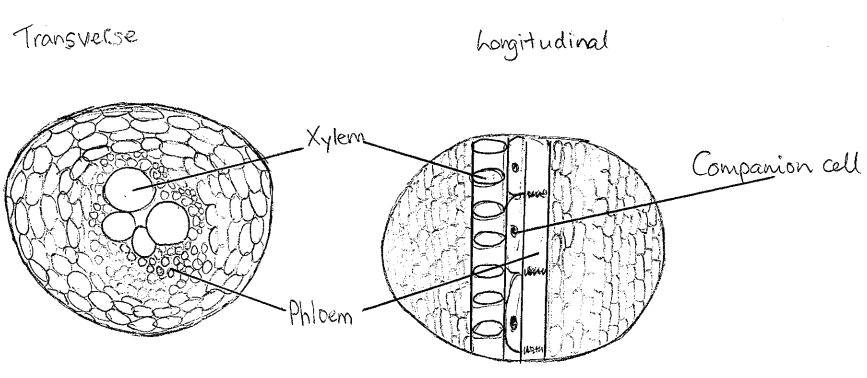 Drawing Xylem and Phloem Drawing Xylem Phloem