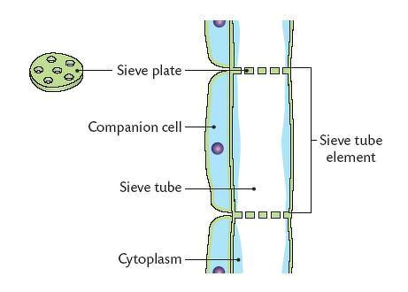 Drawing Xylem and Phloem Phloem Diagram Wiring Diagram