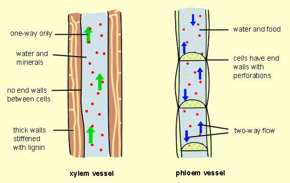 Drawing Xylem and Phloem Phloem Vs Xylem Difference and Comparison Diffen