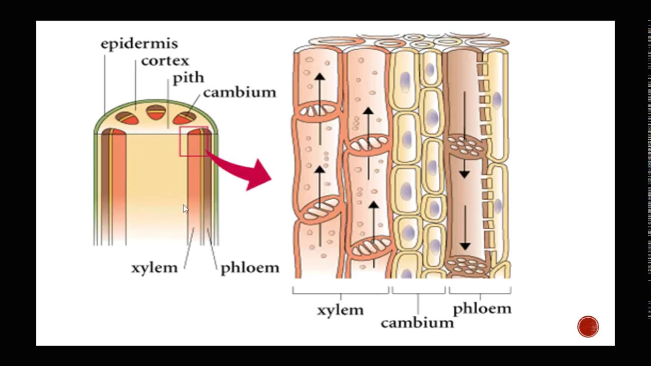 Drawing Xylem and Phloem Plant Structure Including Xylem and Phloem Youtube