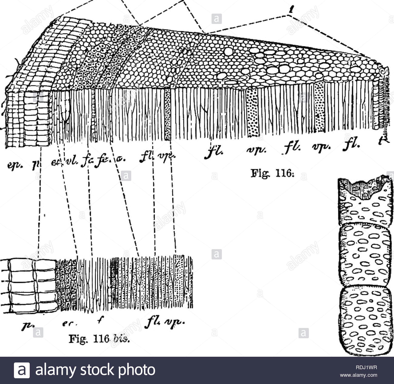 Drawing Xylem and Phloem Xylem and Phloem Stockfotos Xylem and Phloem Bilder Seite 4 Alamy