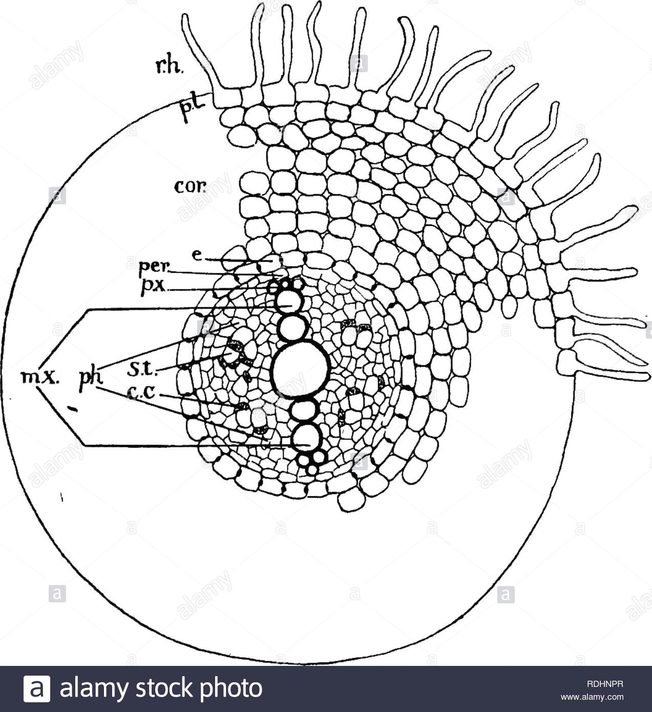 Drawing Xylem and Phloem Xylem and Phloem Stockfotos Xylem and Phloem Bilder Seite 4 Alamy