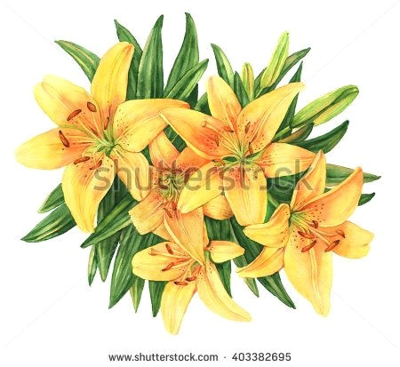 Drawing Yellow Flowers Yellow Lilies Bouquet Flower Botanical Watercolor Illustration
