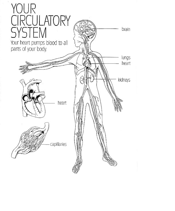 Drawing Your Own Blood the Heart and Circulation Of Blood