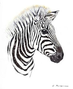 Drawing Zebra Step by Step 45 Best Zebra Drawing Images Zebra Art Zebra Drawing Zebra Painting