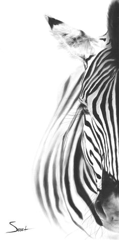 Drawing Zebra Stripes 45 Best Zebra Drawing Images Zebra Art Zebra Drawing Zebra Painting