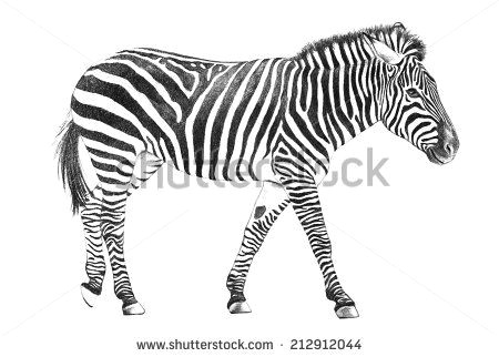 Drawing Zebra Stripes Hand Drawn Zebra Sketch Zoo Animal Drawing Illustration African