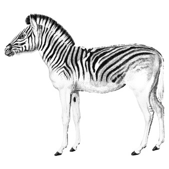 Drawing Zebra Stripes Zebra Stripes Vectors Photos and Psd Files Free Download
