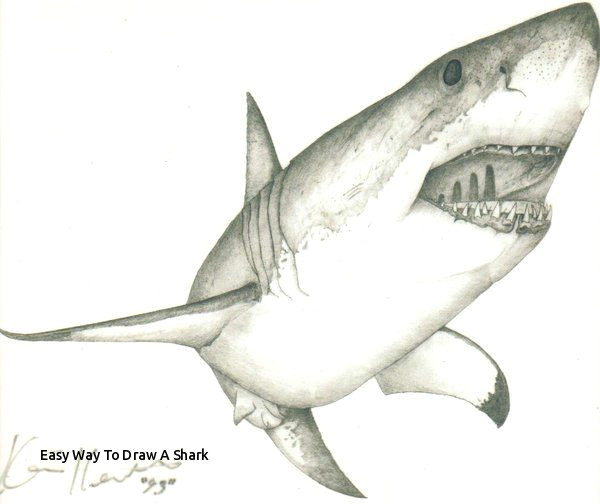 Drawings Easy Shark Easy Way to Draw A Shark Large Drawing Of A Great White Shark