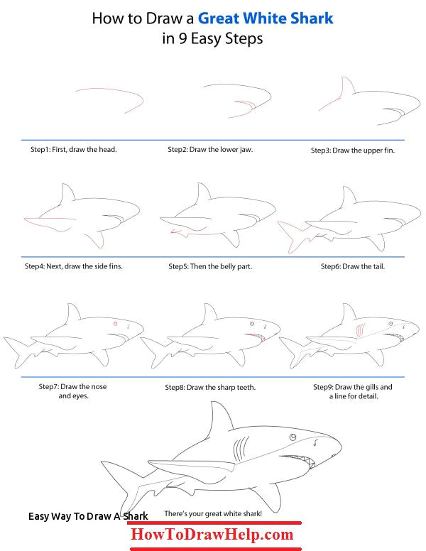 Drawings Easy Shark Easy Way to Draw A Shark Large Drawing Of A Great White Shark