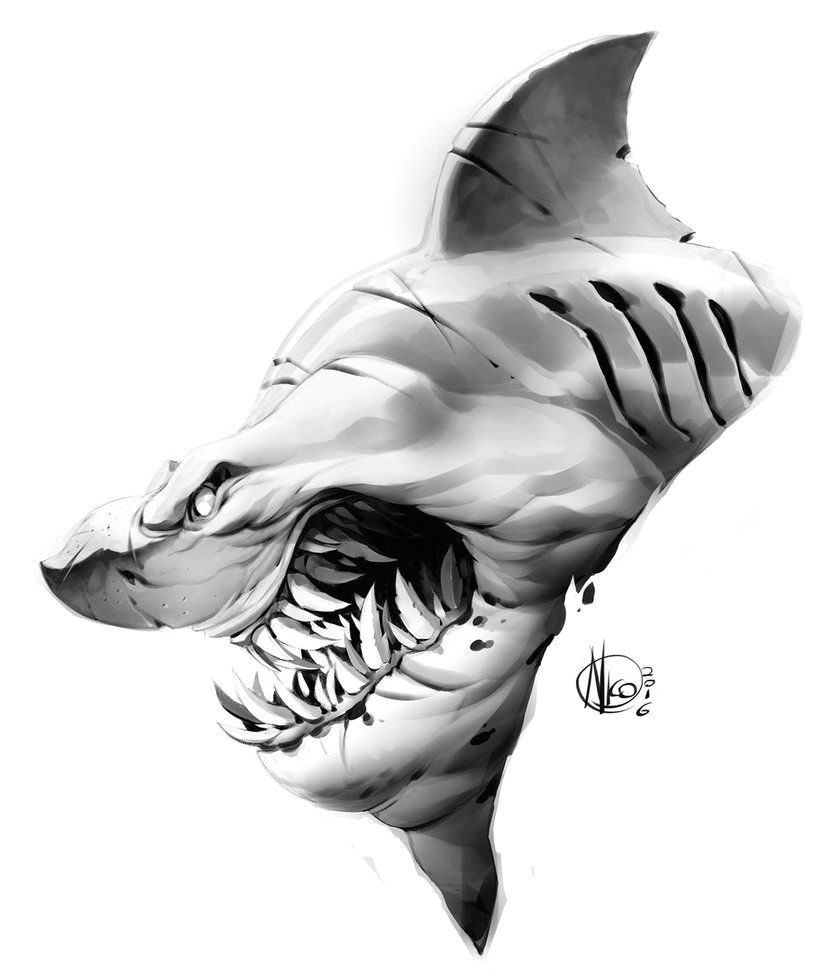 Drawings Easy Shark Shark by Nicolasaviori Art Photo In 2018 Pinterest Shark Art