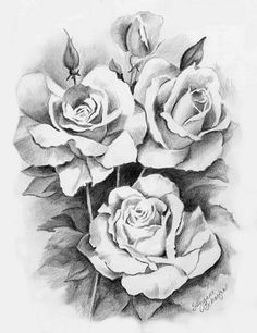 Drawings Of 2 Roses 61 Best Art Pencil Drawings Of Flowers Images Pencil Drawings