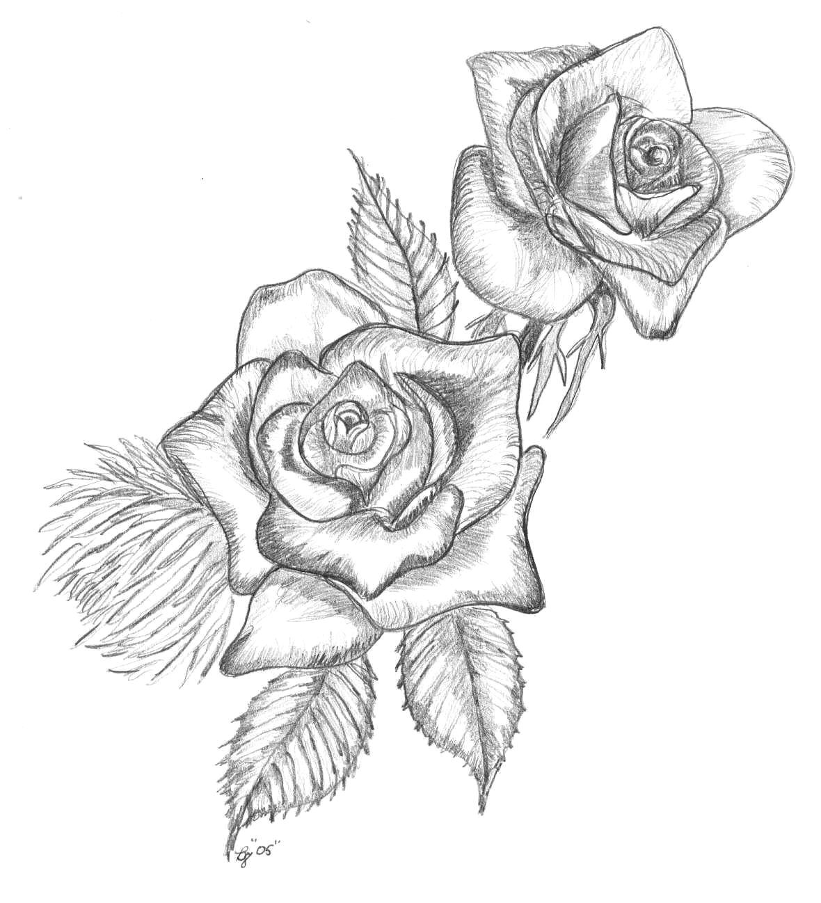 Drawings Of 2 Roses Hoontoidly Roses Drawings Images