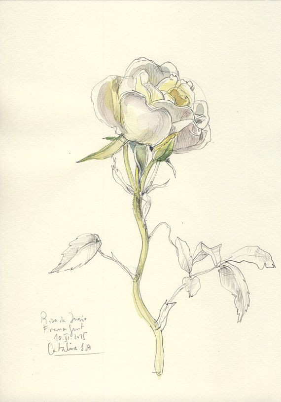 Drawings Of 2 Roses Rose original Drawing N 1 original Watercolor and by Catilustre Z