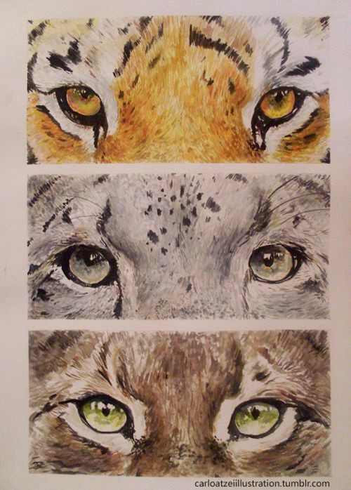 Drawings Of A Big Cat Anime Lynx and Tiger Eyes Of Wild Cats Siberian Tiger Snow