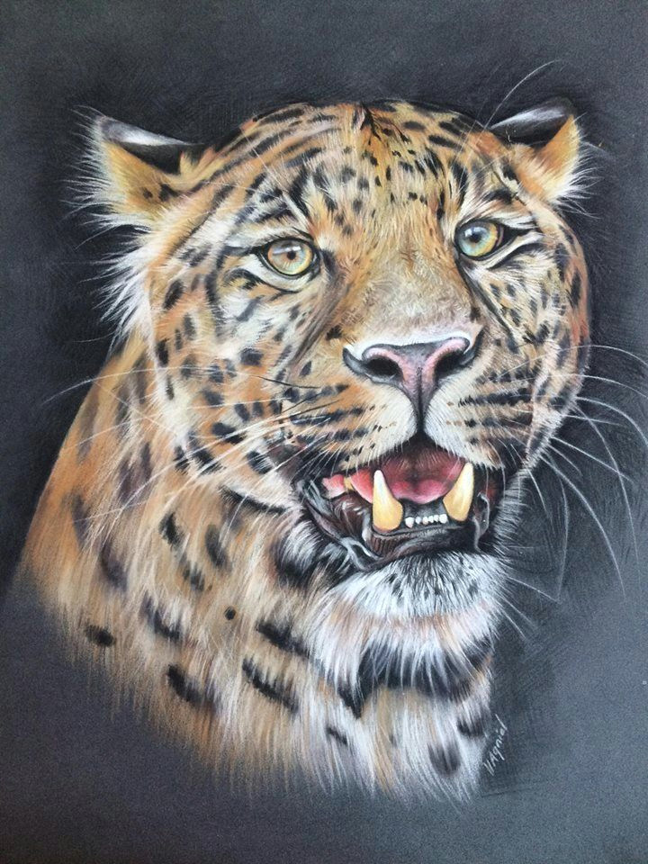 Drawings Of A Big Cat Virginie Agniel Artwork Big Cats Cat Art Pet Portraits