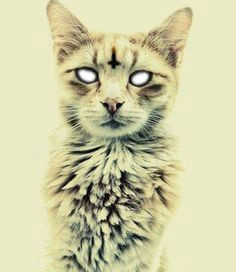 Drawings Of A Evil Cat 31 Best Evil Cats Images Funny Cats Cutest Animals Funny Kitties