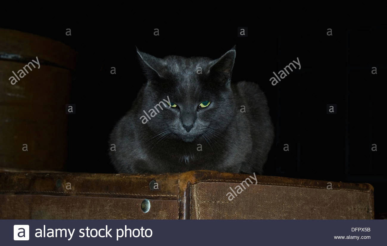 Drawings Of A Evil Cat Evil Cat Stock Photos Evil Cat Stock Images Alamy