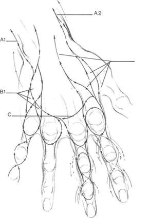 Drawings Of A Hands Drawing Hand andrew Loomis Anatomy In 2019 Pinterest Drawings
