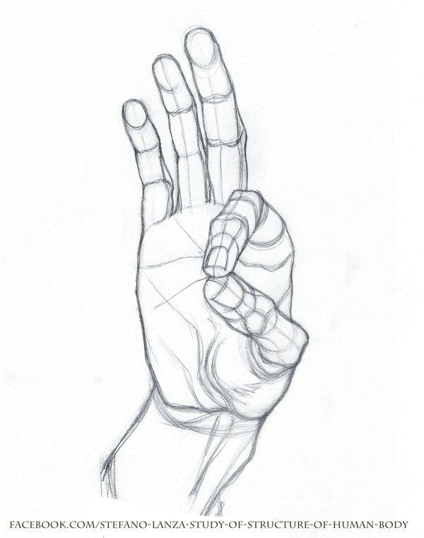 Drawings Of A Hands Https Www Facebook Com Stefano Lanza Study Of Structure Of Human