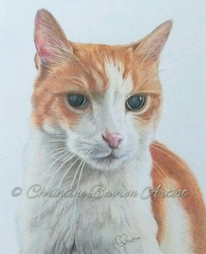 Drawings Of A White Cat Commissioned Coloured Pencil Drawing Of Ted the Ginger and White