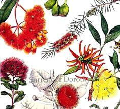 Drawings Of Australian Native Flowers 45 Best Eucalyptus Tattoo Images Botanical Tattoo Aboriginal