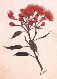 Drawings Of Australian Native Flowers 60 Best Australian Native Flora Inspiration Images Exotic Flowers