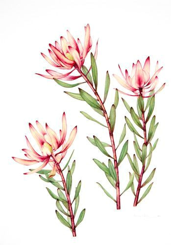 Drawings Of Australian Native Flowers Australian Native Flowers Watercolour Google Search Flower