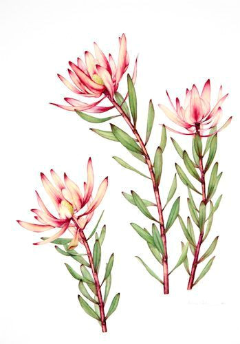 Drawings Of Australian Native Flowers Australian Native Flowers Watercolour Google Search Flower