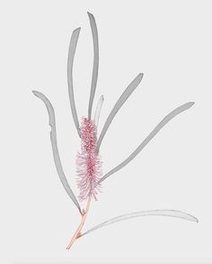 Drawings Of Australian Native Flowers Image Result for Australian Native Flower Sketch Native Flower