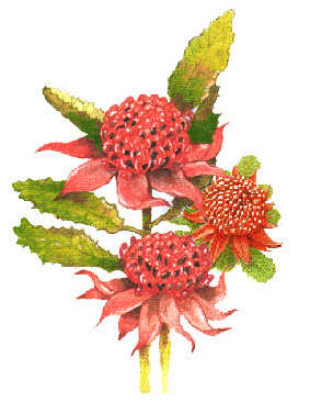Drawings Of Australian Native Flowers Painting Waratahs Google Search Botanical Art Painting Draw