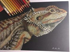 Drawings Of Bearded Dragons 1375 Best Bearded Dragons Images In 2019 Bearded Dragon Lizards