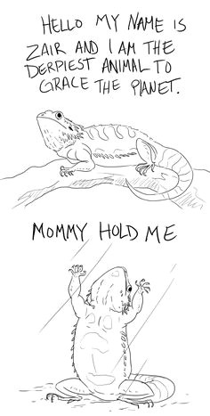 Drawings Of Bearded Dragons 33 Best Bearded Dragon Love Images Bearded Dragon Iguanas