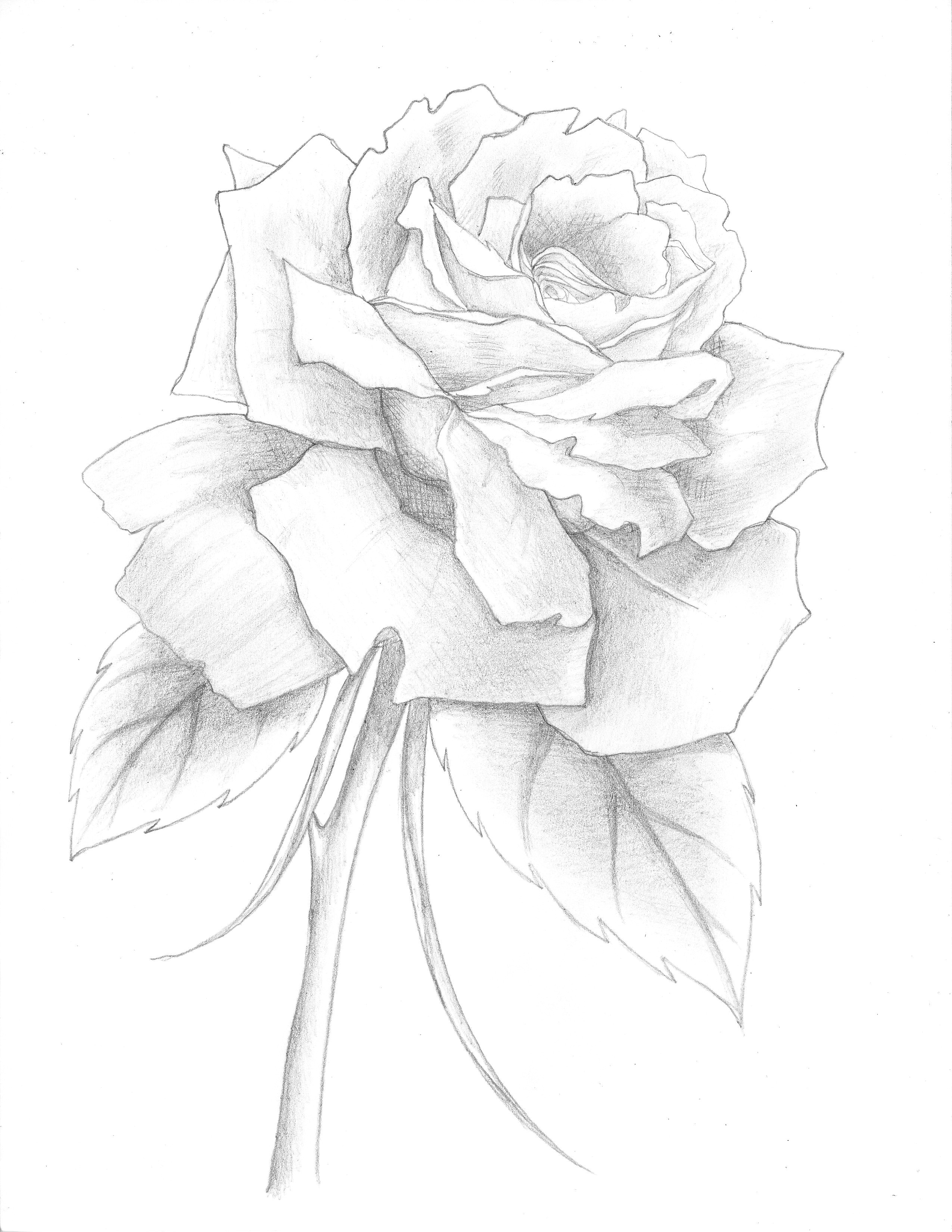 Drawings Of Beautiful Roses A Delicate Beautiful Rose Prezi Presentation On Multimedia Artist