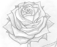 Drawings Of Big Roses 76 Best Drawings Of Roses Images Flower Tattoos Tattoos Of