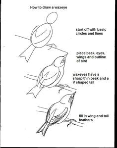 Drawings Of Birds Eyes 17 Best Birds Images Drawing Birds Bird Drawings Birds