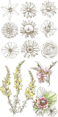 Drawings Of Birth Flowers 24 Best Birth Flowers for Tattoo Images Birth Flower Tattoos