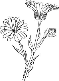 Drawings Of Birth Flowers Active Herbs Wilderland organics Art Ideas Flowers In 2019