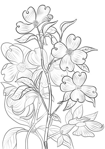 Drawings Of Blooming Flowers Flowering Dogwood Coloring Page Art