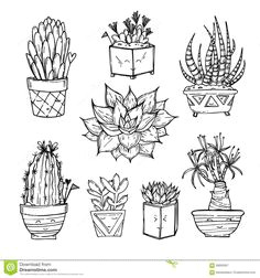 Drawings Of Cactus Flowers 373 Best Desert Doodles Images Cactus Art Cactus Craft Succulents