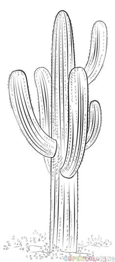 Drawings Of Cactus Flowers 909 Best Cactus Drawings Images In 2019 Paintings Succulents