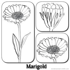 Drawings Of Calendula Flowers 54 Best 3 Flowers Images Beautiful Flowers Flower Names Flower