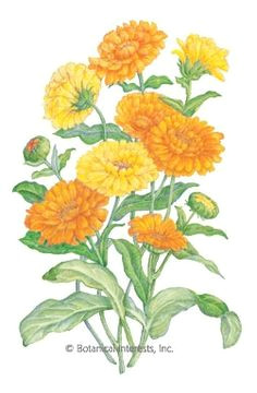 Drawings Of Calendula Flowers 97 Best All About Calendula Images In 2019 Calendula Allergies