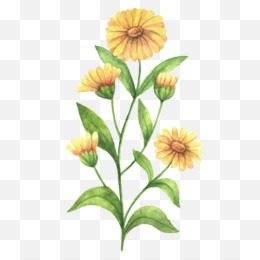 Drawings Of Calendula Flowers Calendula Png Calendula Transparent Clipart Free Download Nature