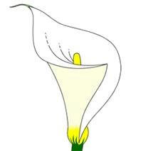 Drawings Of Calla Lily Flowers 322 Best Calla Lily Art Images In 2019 Calla Lilies Calla Lillies